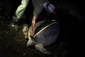 Un membre de l'association environnementale Oulanga Na Nyamba mesure une tortue de mer le 8 juin 2018, sur une plage de Mayotte