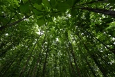 Une partie régénérée de la forêt classée de la Téné, dans le Sud-Ouest de la Côte d'Ivoire, le 19 mai 2021