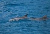 Des dauphins dans le Bosphore le 24 juillet 2024 à Istanbul