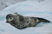 Un phoque se repose sur un morceau de glace en Antarctique, le 24 janvier 2024.