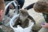 Kelly Donithan, spécialiste de la gestion de crise pour l'organisation de défense des animaux Humane Society International, soigne un koala blessé, le 15 janvier 2020 sur l'île Kangourou, en Australie