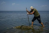 Le scientifique Ivan Roussev examine un dauphin mort sur une plage du parc national des Lagunes de Touzly, le 28 août 2022 en Ukraine