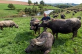 Francis Bony, éleveur et producteur de lait, avec ses bufflonnes dans un pâturage à Almont-les-Junies, le 29 août 2018 dans l'Aveyron