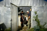 Géraud Laval (d) porte un filet de gambas tropicales dans sa ferme aquacole, le 26 septembre 2023 à Idrac-Respailles, dans le Gars