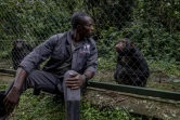 Un gardien du centre joue avec un chimpanzé, le 14 février 2022