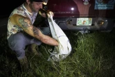 Le chasseur Enrique Galan met dans un sac  un python birman qu'il vient d'attraper dans le parc national des Everglades, le 11 août 2022 en Floride