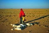 Une femme et un petit garçon passent devant un troupeau de chèvres mortes le 15 décembre 2016  près de Dhahar (Somalie)