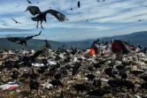 Vautours et autres charognards se disputent les ordures avec les ramasseurs dans une décharge municipale dans la périphérie de Tegucigalpa, le 24 novembre 2021