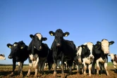 Des vaches laitières d'un troupeau appartenant à l'éleveur Adam Stanbury près de Barnstaple dans le sud-ouest de l'Angleterre, le 16 janvier 2025
