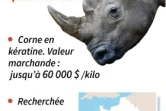 Un rhinocéros du zoo de Thoiry (Yvelines), a été abattu de trois balles dans la tête