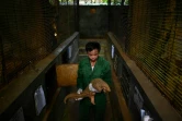 Un soigneur tient un pangolin, le 14 septembre 2020 à Ninh Binh, au Vietnam