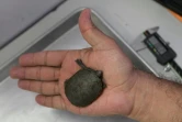 Une tortue "petit casque de Vallarta" (Kinosternon vogti) est examinée dans un laboratoire de l'Université de Guadalajara, le 9 juin 2018 à Puerto Vallarta, au Mexique