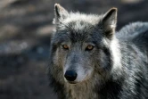 Un loup dans son enclos du Colorado Wolf and Wildlife Center, un sanctuaire réservé à l'animal, le 28 mars 2023 à Divide