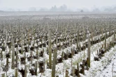 Vignoble bordelais recouvert de neige le 28 février 2018
