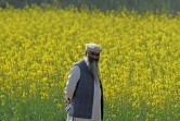L'apiculteur Malik Hussain Khan devant un champ de fleurs de moutarde à Lak Mor, dans la province du Penjab, le 30 janvier 2025 au Pakistan