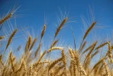 Un champ de blé desséché dans la province d'Hassaké, le 28 mai 2022 dans le nord-est de la Syrie