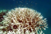 Un récif de corail blanchi dans la Grande barrière de corail, sur une photo prise par Bette Willis et fournie par le Centre d'excellence pour les études sur les récifs coralliens de l'Australian Research Council (ARC)
