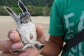 Un bébé tortue, le 2 décembre 2020 sur la plage de Sukamade, en Indonésie