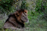 Un lion dans la réserve nationale du Masai Mara au Kenya, le 17 juillet 2020