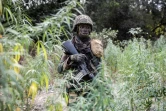 Un militaire sénégalais dans un champ de cannabis, dans une base récemment prise à la rébellion du Mouvement des Forces démocratiques de Casamance (MFDC) dans la forêt de Blaze, le 9 février 2021