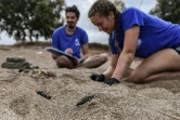 Des bénévoles de l'ONG Archelon recherchent des bébés tortues vivants, sur une plage de Kyparissia, dans le sud-ouest de la Grèce, le 23 septembre 2019