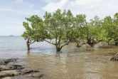 La mangrove sur la côte à Koungou, dans le nord-est de Grande-Terre, à Mayotte, le 1er mai 2023