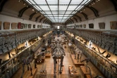 Des squelettes de dinosaures dans la galerie de paléontologie du Museum d'Histoire naturelle le 16 novembre 2017