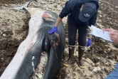 Sur cette photo prise et diffusée par l'ONG Whale and Dolphin Conservation (WDC), la cheffe d'équipe de WDC, Lauren Brandkamp, procède à l'examen d'un petit rorqual mort à Plymouth dans le Massachusetts, le 23 septembre 2024