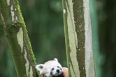 Le panda roux lors de l'inauguration de l'espace asiatique au zoo de Mulhouse le 15 juin 2016
