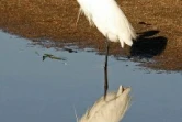 Parc Kruger (Afrique du Sud)