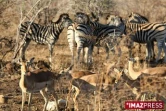 Parc Kruger (Afrique du Sud)