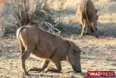 Parc Kruger (Afrique du Sud)