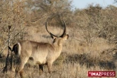 Parc Kruger (Afrique du Sud)