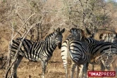 Parc Kruger (Afrique du Sud)