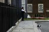Larry, le chat du 10 Downing Street, résidence du Premier ministre britannique, à Londres le 24 juin 2016