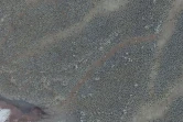Photo aérienne non datée fournie le 2 mars 2018 montrant une colonie de manchots Adélie en Antarctique