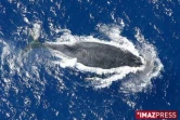 Mercredi 20 Août 2008

Baleines au large de la Réunion