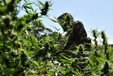 Un membre de l'unité anti-drogue du Paraguay dans une plantation illégale de marijuana près de la ville de  Pedro Juan Caballero, à la frontière brésilienne, à 550 km au nord-est d'Asuncion, le 24 mai 2022
