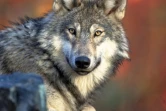 Le loup gris a bien failli disparaître du territoire américain au début du 20e siècle et a vraisemblablement été sauvé par l'Endangered Species Act de 1973