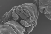 En séquençant l'ADN de tardigrade, les chercheurs ont identifié une protéine qui protège cet ADN lorsqu'il est irradié