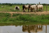 Du bétail dans une ferme à Leticia, dans le nord de la Colombie, le 8 juin 2018
