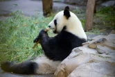 Dans la foule des visiteurs estivaux, les pandas géants de Beauval sont plus que jamais des stars. Mais seul le mâle et père biologique Yuan Zi ("Fils de celui qui a la tête ronde") -ici en pleine dégustation- assure le spectacle en extérieur.