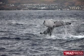 Baleines au large de Saint-Gilles (côte ouest de l'île)