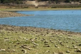 Des milliers de squelettes de poissons jonchent le sol du lac  Peñuelas, dans la région de Valparaiso, le 18 mars 2022