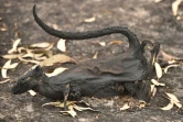 Une souris marsupiale grise morte dans les incendies de forêt, le 15 janvier 2020 sur l'île Kangourou, en Australie