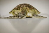 Une jeune tortue, en observation au centre de réhabilitation de l'ONG Local Ocean Conservation, passe une radiographie dans un hôpital local de Watamu, le 21 mai 2025 au Kenya
