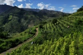 Vue aérienne d'une plantation mixte de café et de feuilles de coca à Argelia, dans le département du Cauca, en Colombie, le 6 mai 2025