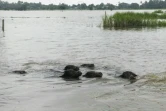 Du bétail pris dans les inondations provoquées par le typhon Yagi, le 14 septembre 2024 à Taungoo, en Birmanie