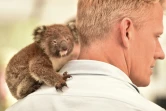Un bébé koala rescapé des incendies juché sur l'épaule d'un vétérinaire le 14 janvier 2020 sur l'île Kangourou 