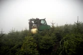 Dans une plantation de sapins, coupés à l'approche de Noël, à Moulin-Mage, dans le Tarn (sud-ouest de la France), le 19 novembre 2020